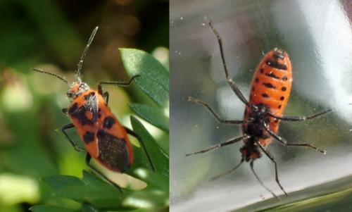 Réf. 224 142 : Corizus hyoscyami hyoscyami